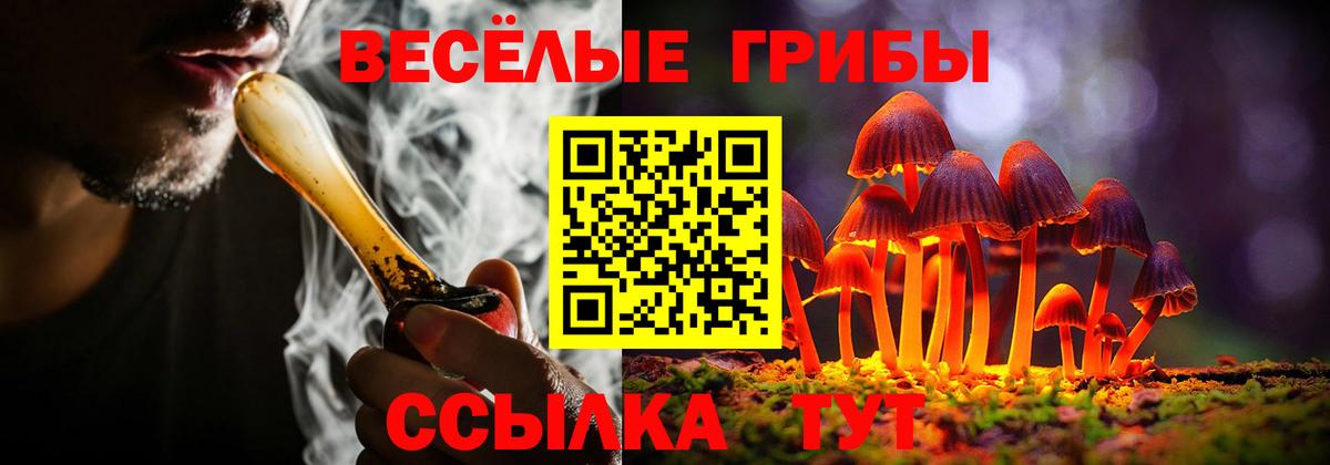 Галлюциногенные грибы Psilocybine cubensis Тутаев